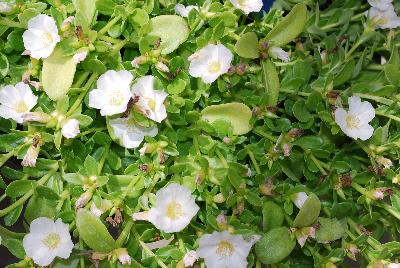 SunDome™ Portulaca White 