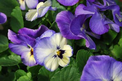 ColorMax Viola 'Icy Blue'