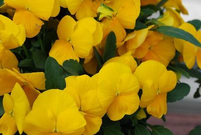 ColorMax Viola 'Clear Yellow'