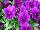 ColorMax Viola Purple 