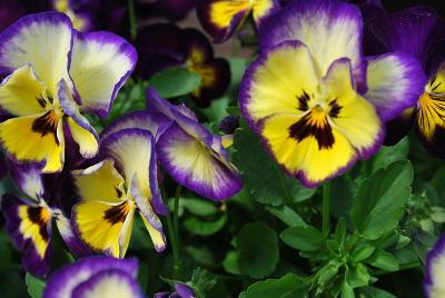 ColorMax Viola Berry Pie