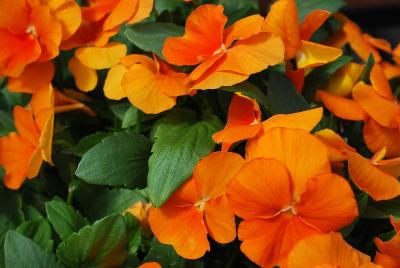 ColorMax Viola 'Clear Orange'