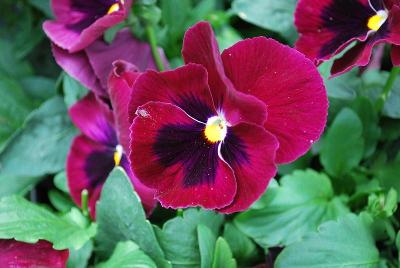 Grandio Pansy 'Rose with Blotch'