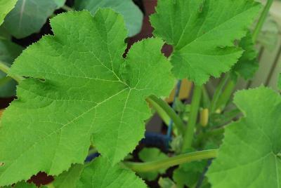  Zucchini, Yellow 'Z'Oro'