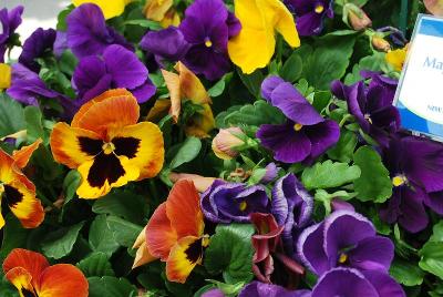 Majestic Giants II Pansy 'Autumn Mix'