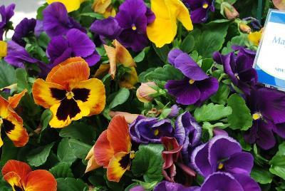 Majestic Giants II Pansy Autumn Mix