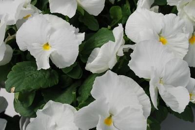 Majestic Giants II Pansy Clear White 
