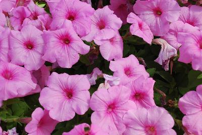 ColorWorks™ Petunia Pink Radiance 