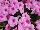 ColorWorks™ Petunia Pink Radiance 
