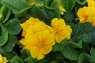 Danessa Primula Golden Shades 