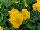 Danessa Primula Golden Shades 