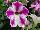 ColorWorks™ Petunia Violet Star 