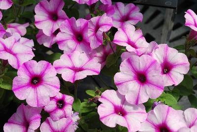Sakata Ornamentals: ColorWorks™ Petunia Violet Star 