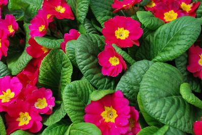 Danessa Primula Pink Shades 