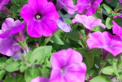 Sakata Ornamentals: ColorWorks™ Petunia Violet Bouquet 