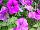 ColorWorks™ Petunia Violet Bouquet 