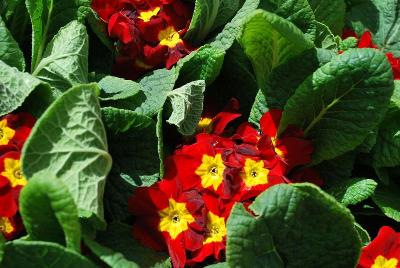 Danessa Primula Scarlet 