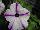 ColorWorks™ Petunia Blue Star 