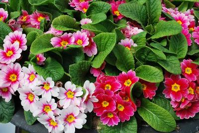 Danessa Primula Pink with Rose Eye 