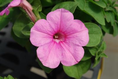 Sakata Ornamentals: ColorWorks™ Petunia Pink Radiance 