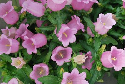 Appeal Campanula 'Pink'