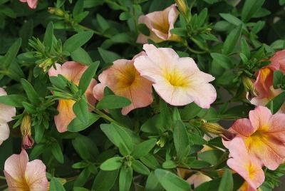 Sakata Ornamentals: SuperCal® Petunia Salmon Glow 