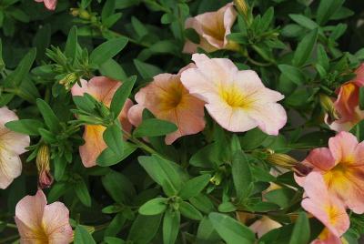 SuperCal® Petunia 'Salmon Glow'
