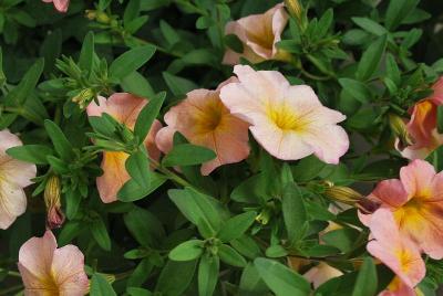 Sakata Ornamentals: SuperCal® Petunia Salmon Glow 