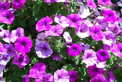 Sakata Ornamentals: ColorWorks™ Petunia Violet Bouquet 