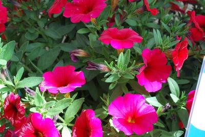 Sakata Ornamentals: SuperCal® Petunia Cherry Improved 