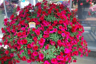 Sakata Ornamentals: SuperCal® Petunia Cherry Improved 