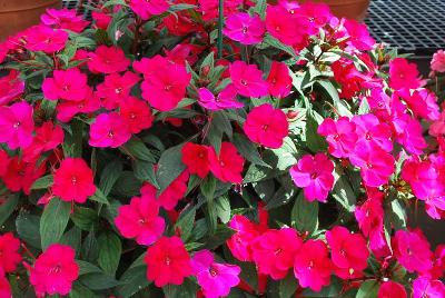 Sakata Ornamentals: SunPatiens® Impatiens Compact Royal Magenta 