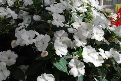 Sakata Ornamentals: SunPatiens® Impatiens Spreading Clear White 