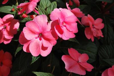 Sakata Ornamentals: SunPatiens® Impatiens Compact Pink 