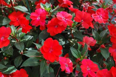 Sakata Ornamentals: SunPatiens® Impatiens Spreading Scarlet Red 