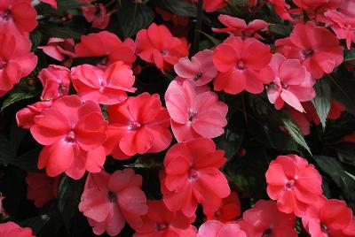 Sakata Ornamentals: SunPatiens® Impatiens Spreading Shell Pink 