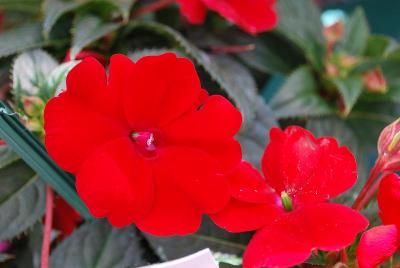 Sakata Ornamentals: SunPatiens® Impatiens Compact Red 