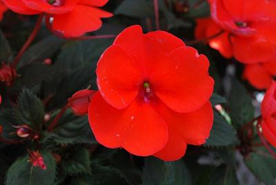 Sakata Ornamentals: SunPatiens® Impatiens Compact Coral 