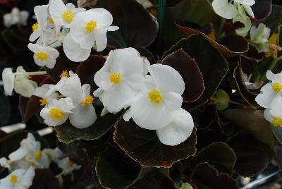 Sakata Ornamentals: Senator Begonia White 