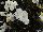Sakata Ornamentals: Begonia  'White' 