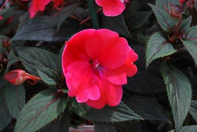 Sakata Ornamentals: SunPatiens® Impatiens Compact Deep Rose 
