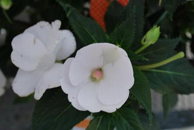 Sakata Ornamentals: SunPatiens® Impatiens Compact White Improved 