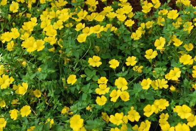 Magic Carpet&trade; Mecardonia 'Yellow'