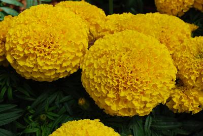 Proud Mari Marigold Gold 