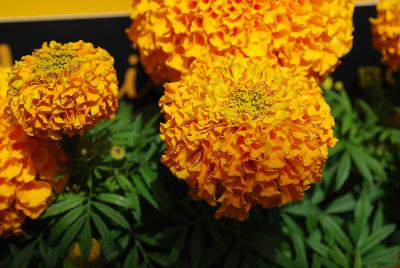 Proud Mari Marigold Orange 