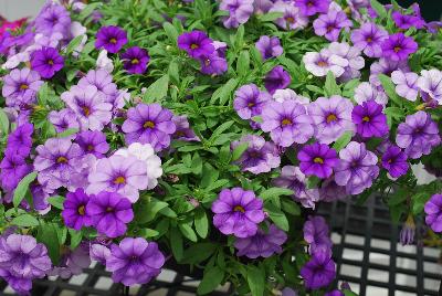 Calipetite® Calibrachoa Violet 