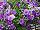 Sakata Ornamentals: Calibrachoa  'Violet' 