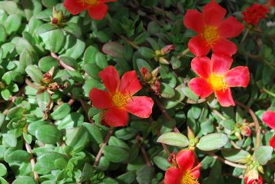 SunDance™ Portulaca Cherry Red 