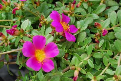 SunDome™ Portulaca Rose 
