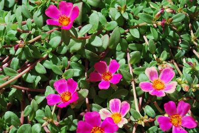 SunDance™ Portulaca Rose